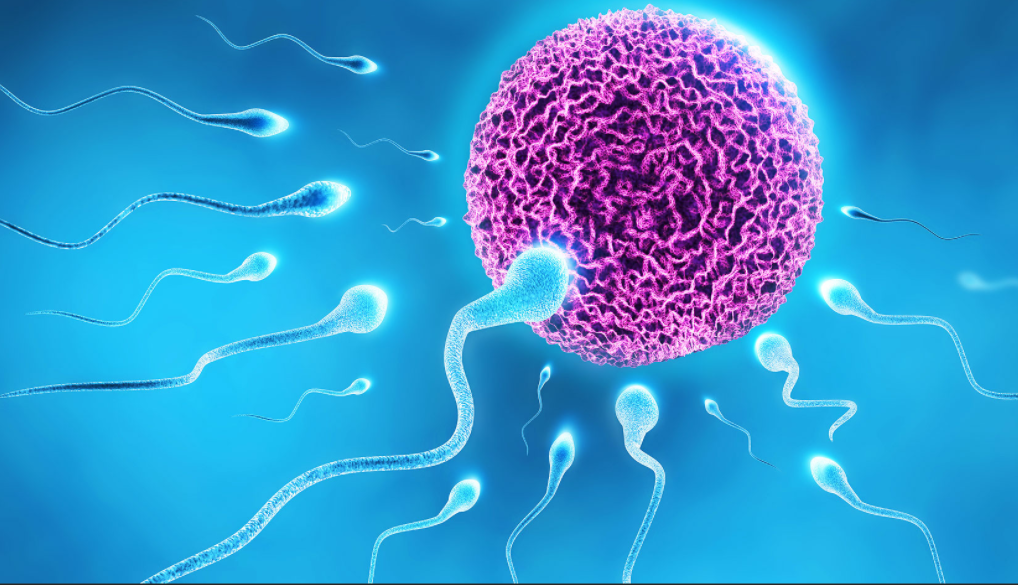 144 000 : L’Âme qui Choisit son Corps Avant la Conception