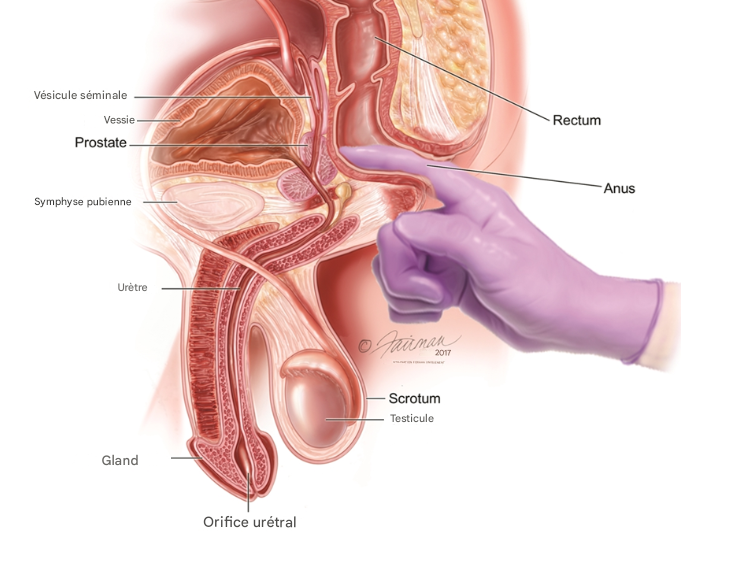 Le Point Innommé : La Prostate dans les Traditions Spirituelles